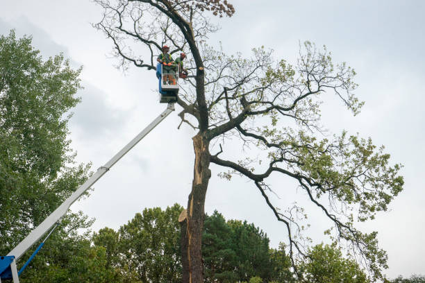 Best Tree Trimming and Pruning  in Manvel, TX