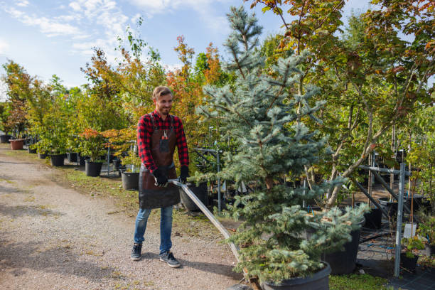 Best Emergency Tree Removal  in Manvel, TX