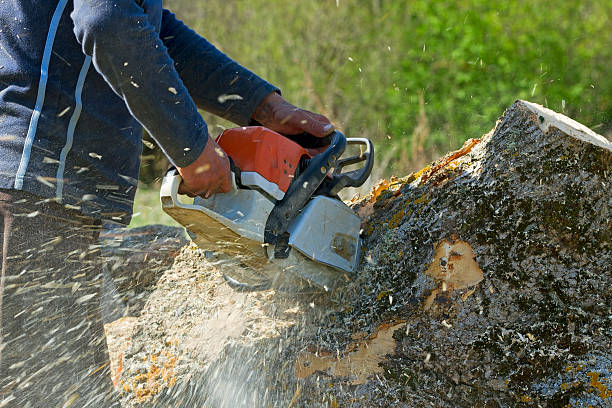 Manvel, TX Tree Services Company