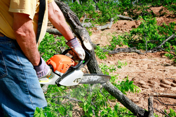 How Our Tree Care Process Works  in Manvel, TX